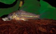 Scleromystax Prionotos ყავისფერი თევზი