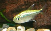 aquarium fish Golden Tetra Hemigrammus armstrongi gold