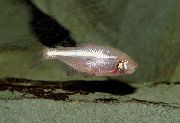 Silver Fisk Blinda Grotta Tetra (Astyanax mexicanus fasciatus, Anoptichthys jordani) foto
