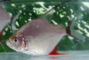 Сріблястий Риба Флаговая (Вимпела) Піранья (Catoprion mento) фото