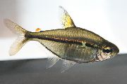 aquarium fish Tetra Ulrey Hemigrammus ulreyi (Tetragonopterus ulreyi) silver