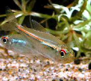aquarium fish  Hyphessobrycon heterorhabdus striped
