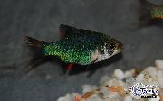 緑色 フィッシュ タイガーバーブ (Barbus tetrazona. Puntius tetrazona) フォト