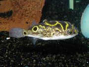 plankumains Zivs Eyespot Puffer Fish (Tetraodon biocellatus) foto