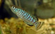 аквариумные рыбки Нотобранхиус полосатый для аквариума, Nothobranchius fuscotaeniatus