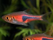 Espe S Rasbora Röd Fisk