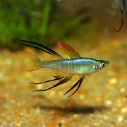 aquarium fish Threadfin Rainbowfish Iriatherina Werneri striped