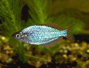 aquarium fish Neon Rainbowfish Melanotaenia praecox silver