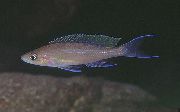 Paracyprichromis Brun poisson