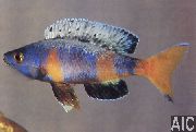 aquarium fish Sardine Cichlid Cyprichromis motley