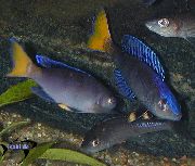 Blå Fisk Sardin Cikliden (Cyprichromis) foto