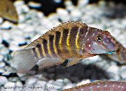 aquarium fish Striped Goby Cichlid Eretmodus  striped