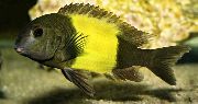 Трофеус икола Tropheus Ikola