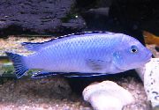 aquarium fish Powder Blue Cichlid Pseudotropheus socolofi blue