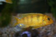Жовтий Риба Псевдотрофеус Ломбардо (Pseudotropheus lombardoi) фото