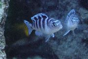 Pseudotropheus Lombardoi Raidallinen Kala