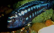 Blå Fisk Johanni Ciklid (Melanochromis johanni) foto