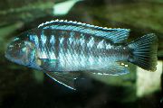 Randig Fisk Johanni Ciklid (Melanochromis johanni) foto