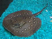 Хвостокол речной глазчатый (Скат моторо) Potamotrygon motoro