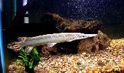 Кубинская панцирная щука Atractosteus tristoechus