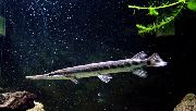 Короткорылая панцирная щука (Коротконосая панцирная щука) Lepisosteus platostomus