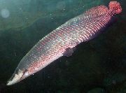 srebro Riba Pirarucu (Arapaima gigas) foto