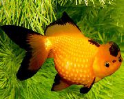 жоўты Рыба Залатая Рыбка (Carassius auratus) фота
