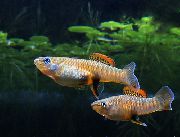 Брахирафис Brachyrhaphis