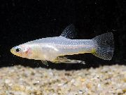 Girardinus Silver Fisk