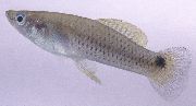 Сріблястий Риба Гетерандія (Heterandria) фото