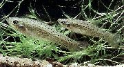 аквариумные рыбки Дженинсия пятнистый для аквариума, Jenynsia lineata.