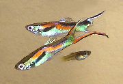 Строкатий Риба Гуппі Ендлер (Poecilia wingei) фото