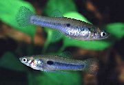 aquarium fish Scolichthys Scolichthys silver