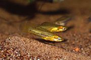 zelts Zivs Pigmejs Šķēpnesis (Xiphophorus pygmaeus) foto
