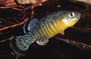 аквариумные рыбки Афаниус пестрый для аквариума, Aphanius asquamatus