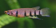 Epiplatys Rayas Pescado