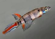 Epiplatys Sekalainen Kala