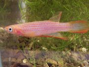 Epiplatys Rosa Peixe