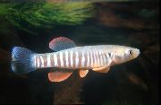аквариумные рыбки Фундулус полосатый для аквариума, Fundulus-zebrinus