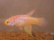 Maratecoara Rosa Peixe