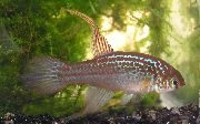 ����������� ����� ����������� ������� ��� ���������, Maratecoara lacortei