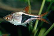 Сріблястий Риба Расбора Клінопятністая (Расбора Гетероморфа) (Rasbora heteromorpha, Trigonostigma heteromorpha) фото