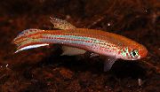 ���������� Micromoema