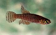 Notholebias ყავისფერი თევზი