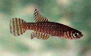 Notholebias Brun poisson