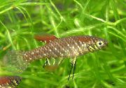 Plesiolebias Brun poisson