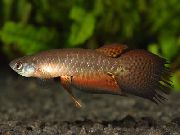 Птеролебиас Pterolebias