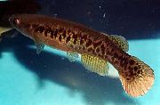 Rivulus ყავისფერი თევზი