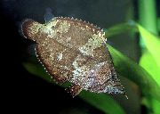 Плямистий  Амазонська Риба-Лист (Monocirrhus policantus) фото