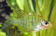 Gymnochanda Filamentosa Transparente Peixe